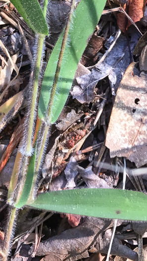 image of Dichanthelium villosissimum var. villosissimum, White-haired Witchgrass