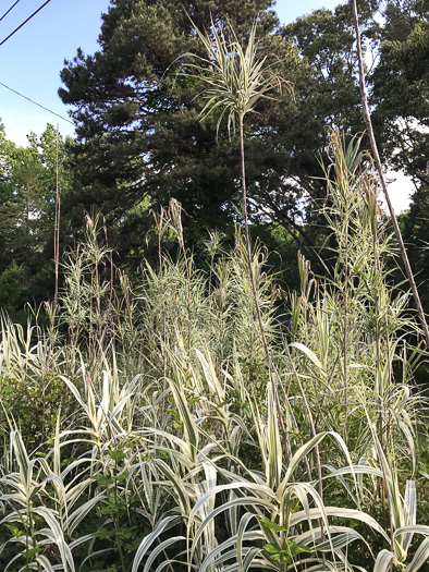 image of Arundo donax, Giant Reed