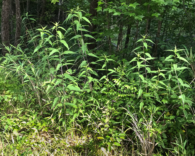 image of Helianthus microcephalus, Small Wood Sunflower, Small-headed Sunflower