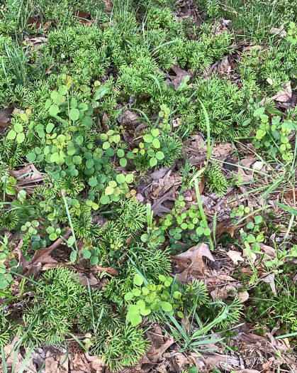 image of Desmodium lineatum, Matted Tick-trefoil, Sand Tick-trefoil