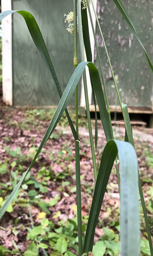 image of Dactylis glomerata, Orchard Grass