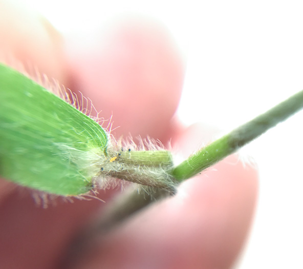 image of Dichanthelium villosissimum var. villosissimum, White-haired Witchgrass