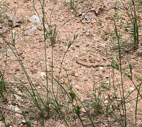 image of Juncus tenuis, Path Rush, Poverty Rush, Slender Rush