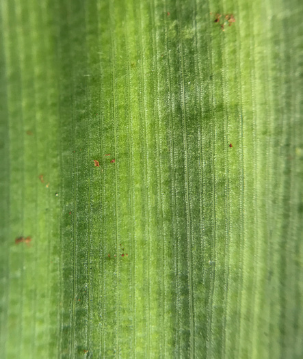 image of Dichanthelium boscii, Bosc's Witchgrass