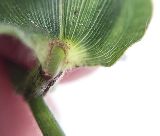 image of Dichanthelium boscii, Bosc's Witchgrass