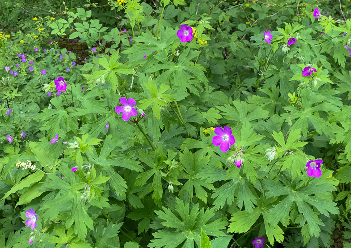 image of Geranium maculatum, Wild Geranium