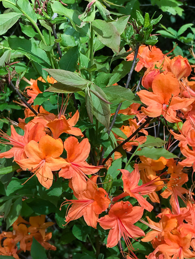 Flame Azalea