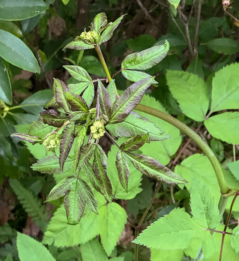 image of Ligusticum canadense, American Lovage