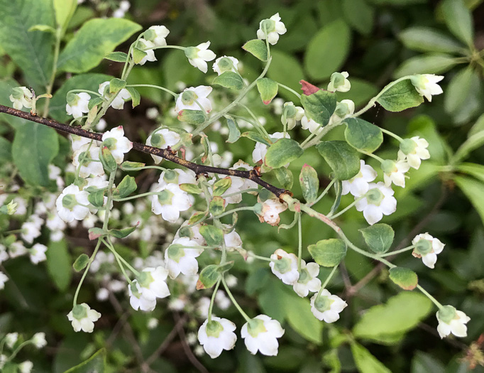 image of Vaccinium stamineum var. 2, Appalachian Deerberry