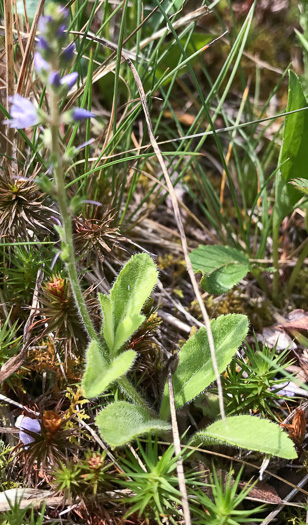 image of Veronica officinalis, Common Speedwell, Gypsyweed, Heath Speedwell