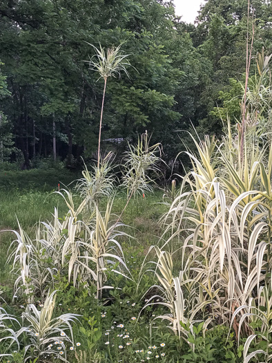 image of Arundo donax, Giant Reed