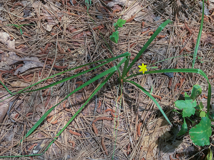 image of Hypoxis hirsuta, Yellow Stargrass, Hairy Yellow Stargrass, Common Stargrass, Upland Stargrass