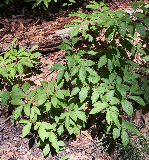 image of Gaylussacia ursina, Bear Huckleberry, Buckberry, Mountain Huckleberry, Bearberry