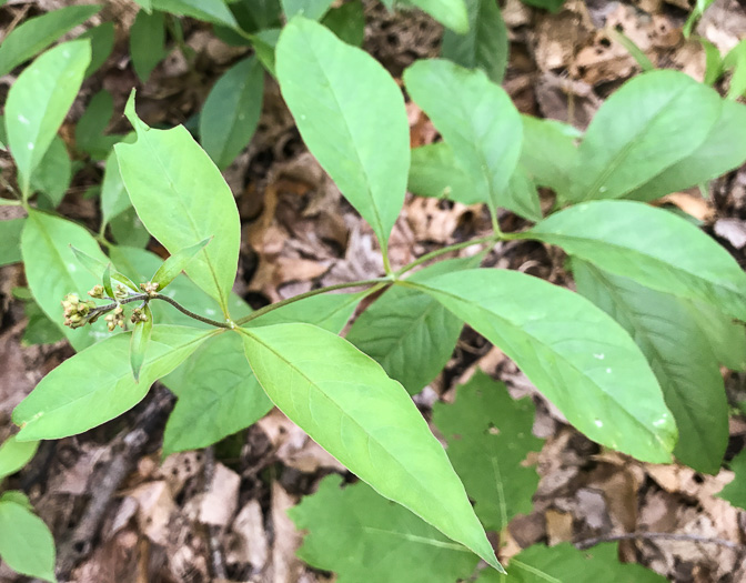 image of Lysimachia fraseri, Fraser's Loosestrife