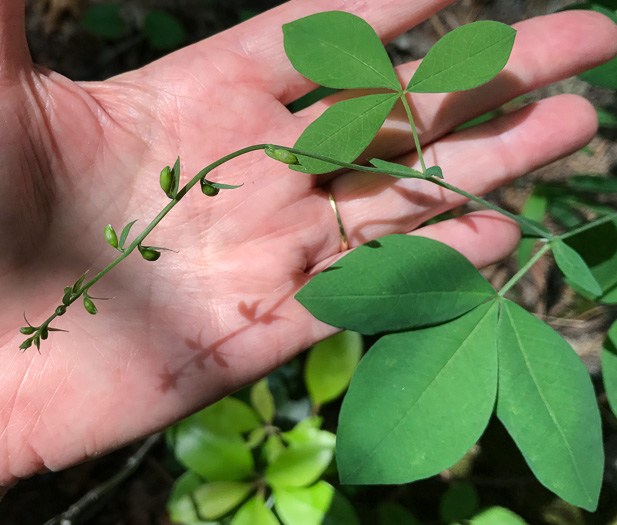 image of Thermopsis fraxinifolia, Ashleaf Golden-banner