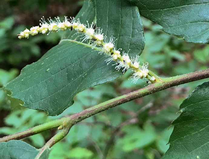 catkin