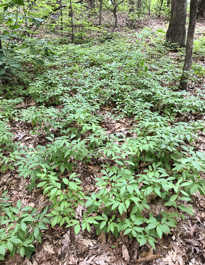 image of Gaylussacia ursina, Bear Huckleberry, Buckberry, Mountain Huckleberry, Bearberry