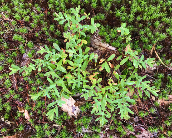 image of Hypericum stragulum, Straggling St. Johnswort, Low St. Johnswort, Creeping St. Andrew's Cross