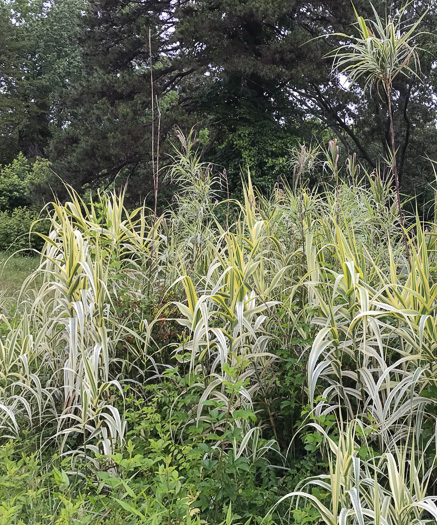 image of Arundo donax, Giant Reed