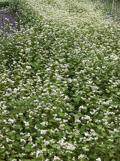 image of Fagopyrum esculentum, Buckwheat