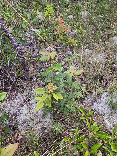 image of Desmodium obtusum, Stiff Tick-trefoil