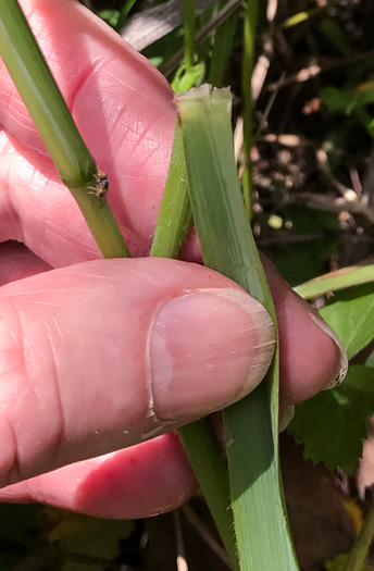 image of Greeneochloa coarctata, Nuttall's Reedgrass