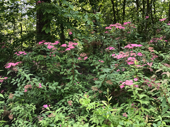 image of Spiraea japonica, Japanese Spiraea