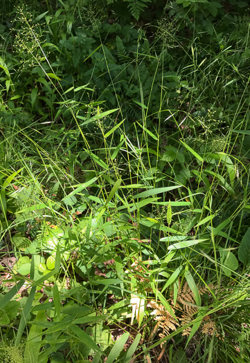 image of Dichanthelium microcarpon, Small-fruited Witchgrass