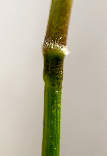 image of Dichanthelium sphaerocarpon, Round-fruited Witchgrass, Roundseed Witchgrass