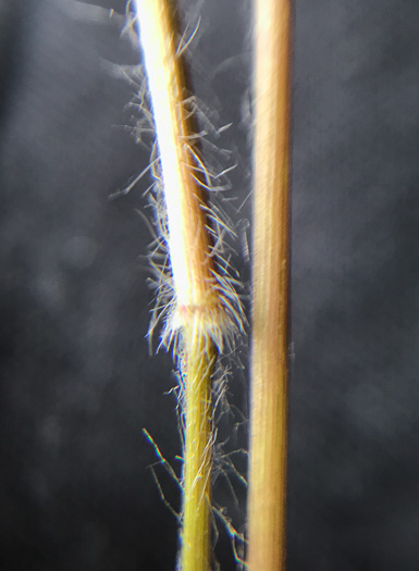 image of Dichanthelium acuminatum var. acuminatum, Woolly Witchgrass, Woolly Rosette Grass, Tapered Rosette Grass