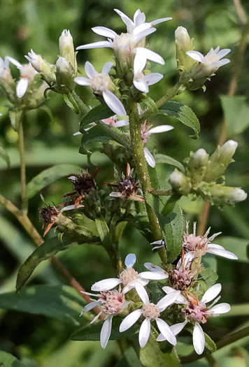 image of Sericocarpus caespitosus, Toothed Whitetop Aster