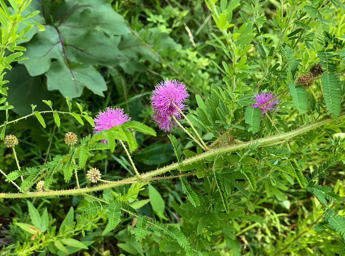 image of Mimosa microphylla, Littleleaf Sensitive-briar, Eastern Sensitive-briar