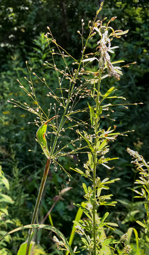 panicle