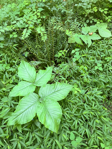 image of Arisaema triphyllum, Common Jack-in-the-Pulpit, Indian Turnip