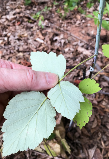 image of Rubus occidentalis, Black Raspberry, Blackcap