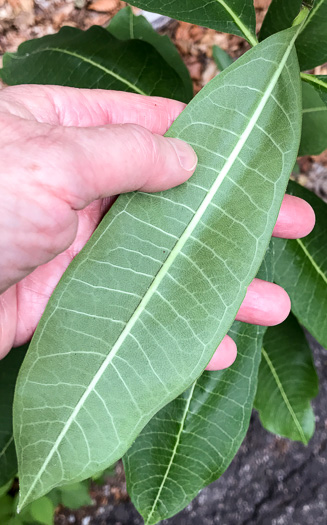 image of Asclepias syriaca, Common Milkweed