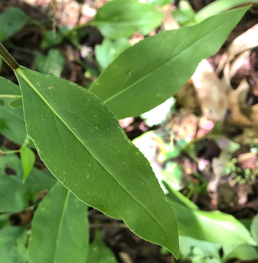 image of Solidago vaseyi, Vasey's Goldenrod, Atlantic Goldenrod