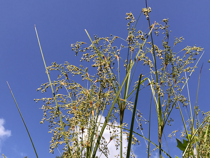 image of Scirpus expansus, Woodland Bulrush