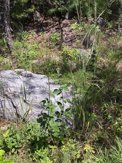 image of Desmodium obtusum, Stiff Tick-trefoil