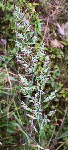 image of Greeneochloa coarctata, Nuttall's Reedgrass