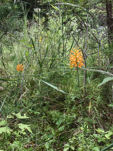 Yellow Fringed Orchid