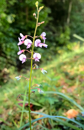 image of Desmodium lineatum, Matted Tick-trefoil, Sand Tick-trefoil