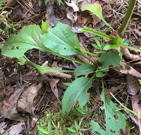 image of Solidago vaseyi, Vasey's Goldenrod, Atlantic Goldenrod