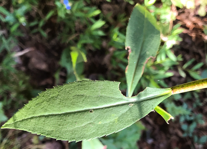 image of Solidago vaseyi, Vasey's Goldenrod, Atlantic Goldenrod