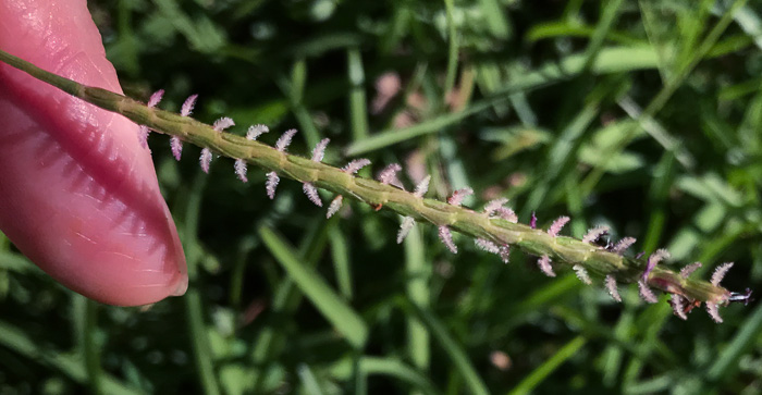 image of Eremochloa ophiuroides, Centipede Grass