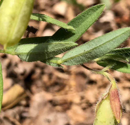 image of Crotalaria sagittalis, Arrowhead Rattlebox, Common Rattlebox