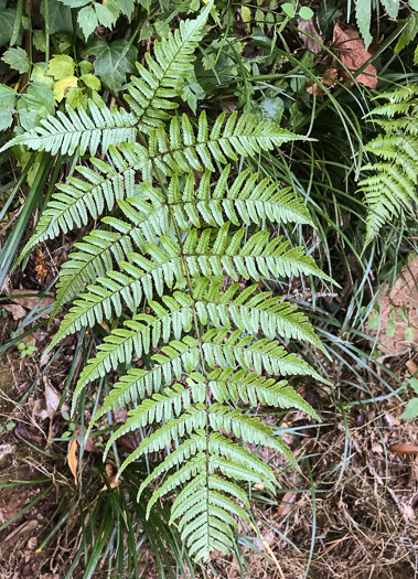 image of Dryopteris erythrosora, Autumn Fern, Japanese Red Shield-fern, Japanese Shield-fern