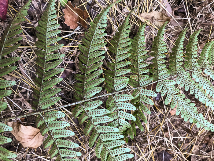 image of Dryopteris erythrosora, Autumn Fern, Japanese Red Shield-fern, Japanese Shield-fern