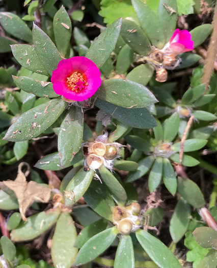 image of Portulaca amilis, Broadleaf Pink Purslane, Paraguayan Purslane