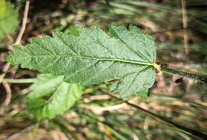 image of Tragia urticifolia, Nettleleaf Noseburn, Tragia